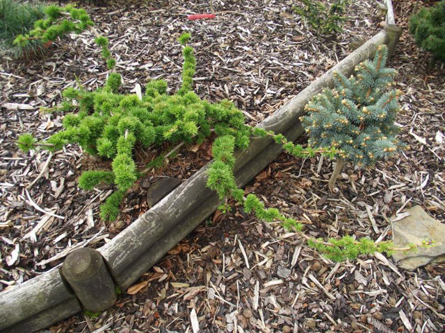 Larix decidua 'Krejč'